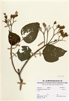 藏品(海州常山)的圖片